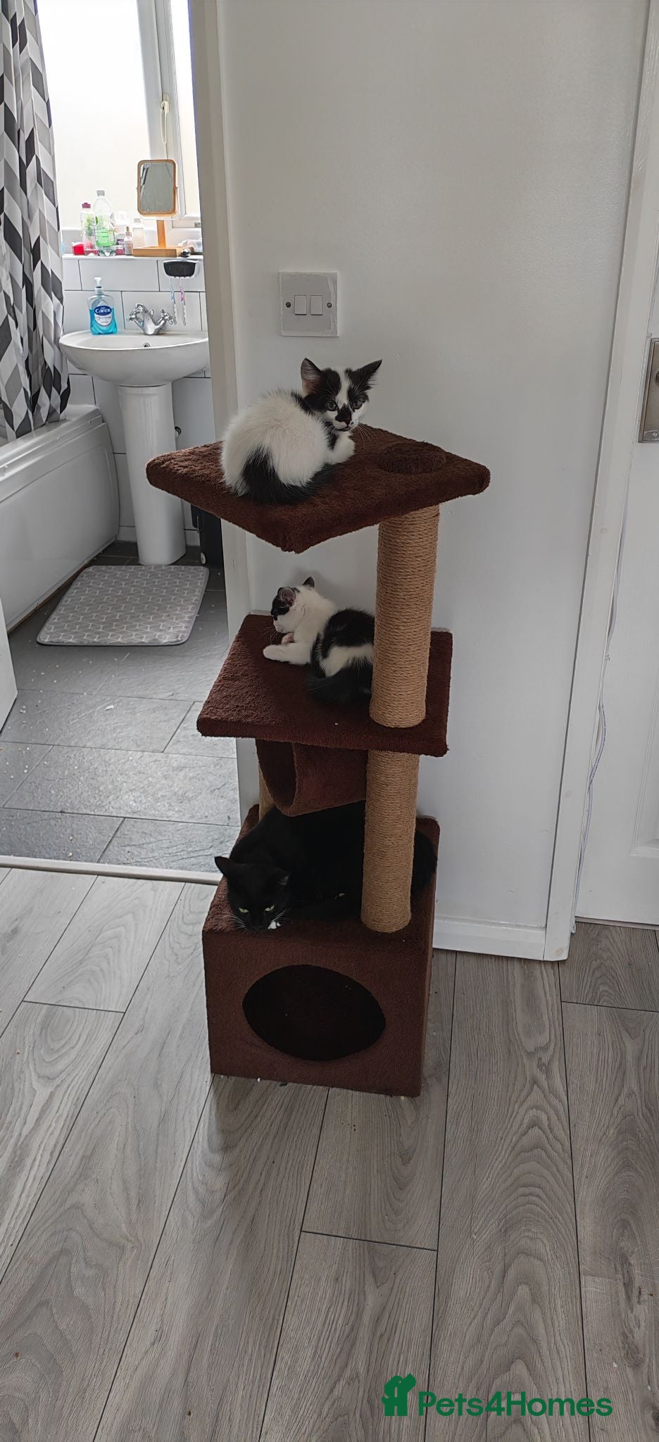 Mixed Breed cats Lovely kittens looking for a home - Advert 1