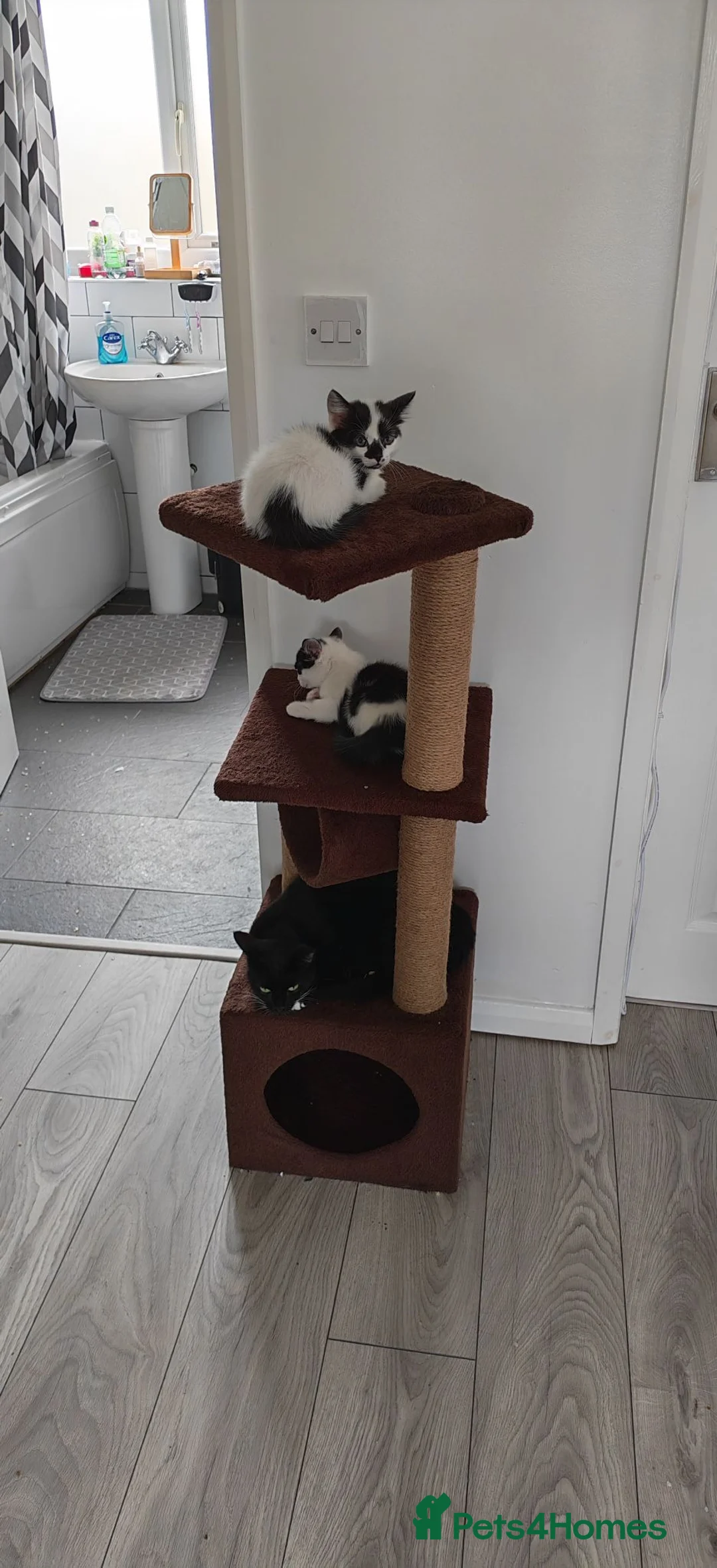 Mixed Breed cats for sale: Lovely kittens looking for a home in Derby - Advert 1