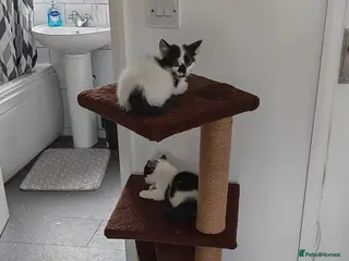 Mixed Breed cats Lovely kittens looking for a home - Advert 1