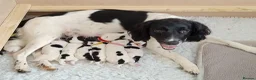 English Springer Spaniel dogs for sale: 8 Springer Spaniel Puppies 7 Weeks Black & White  - Advert 2