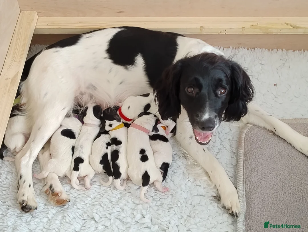 English Springer Spaniel dogs for sale: 8 Springer Spaniel Puppies 7 Weeks Black & White  - Advert 2