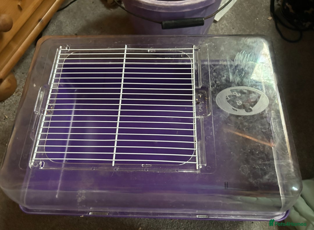 Hamster rodents for sale: Full hamster/mouse cage and setup  - Image 1