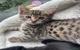 Savannah cats for sale: Savannah/Maine Coon Kittens Excellent Temperament - Image 8