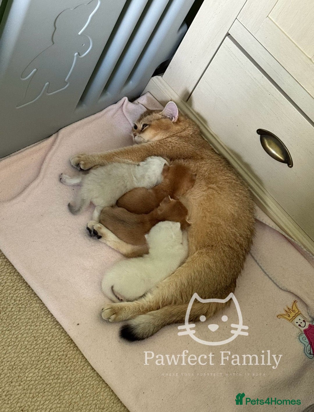 British Shorthair cats for sale: Superb pedigree show quality kittens - Image 25