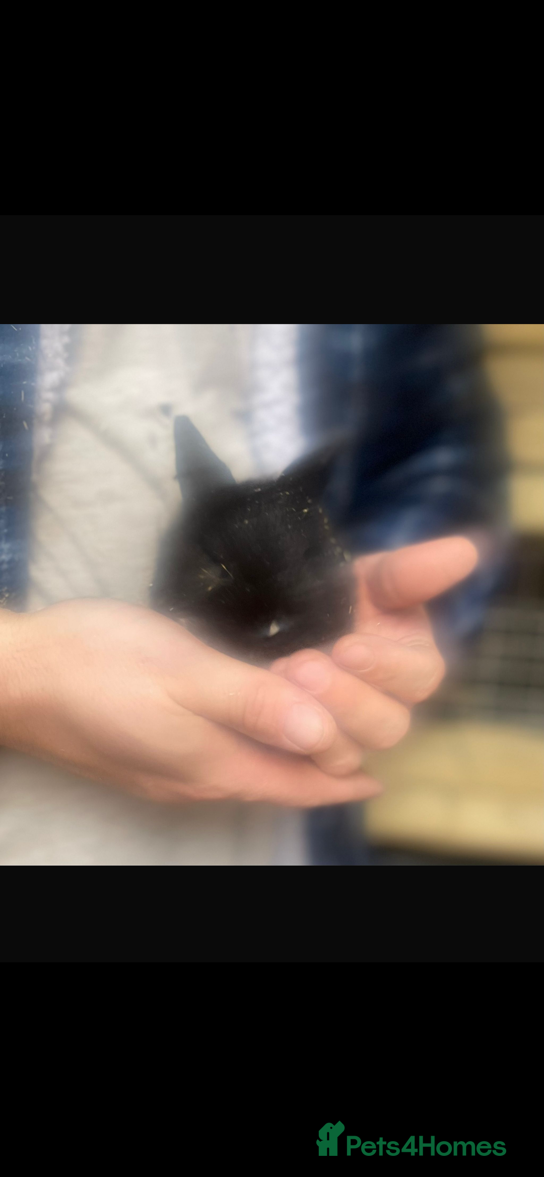 Lionhead rabbits for sale: 6 baby bunnies ready to leave  - Advert 6