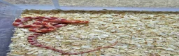 Corn Snake reptiles for sale: Corn snake  in Leicester - Advert 5