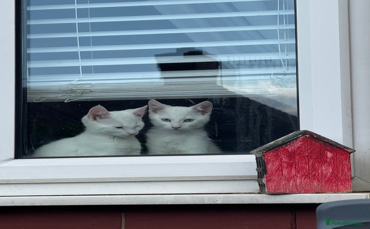 Domestic Shorthair cats - Advert 3