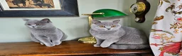 British Shorthair cats for sale: Beautiful adorable BSH blue kittens - Advert 10