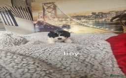 Cockapoo dogs for sale: 4 outstanding cockerpoos  - Image 13