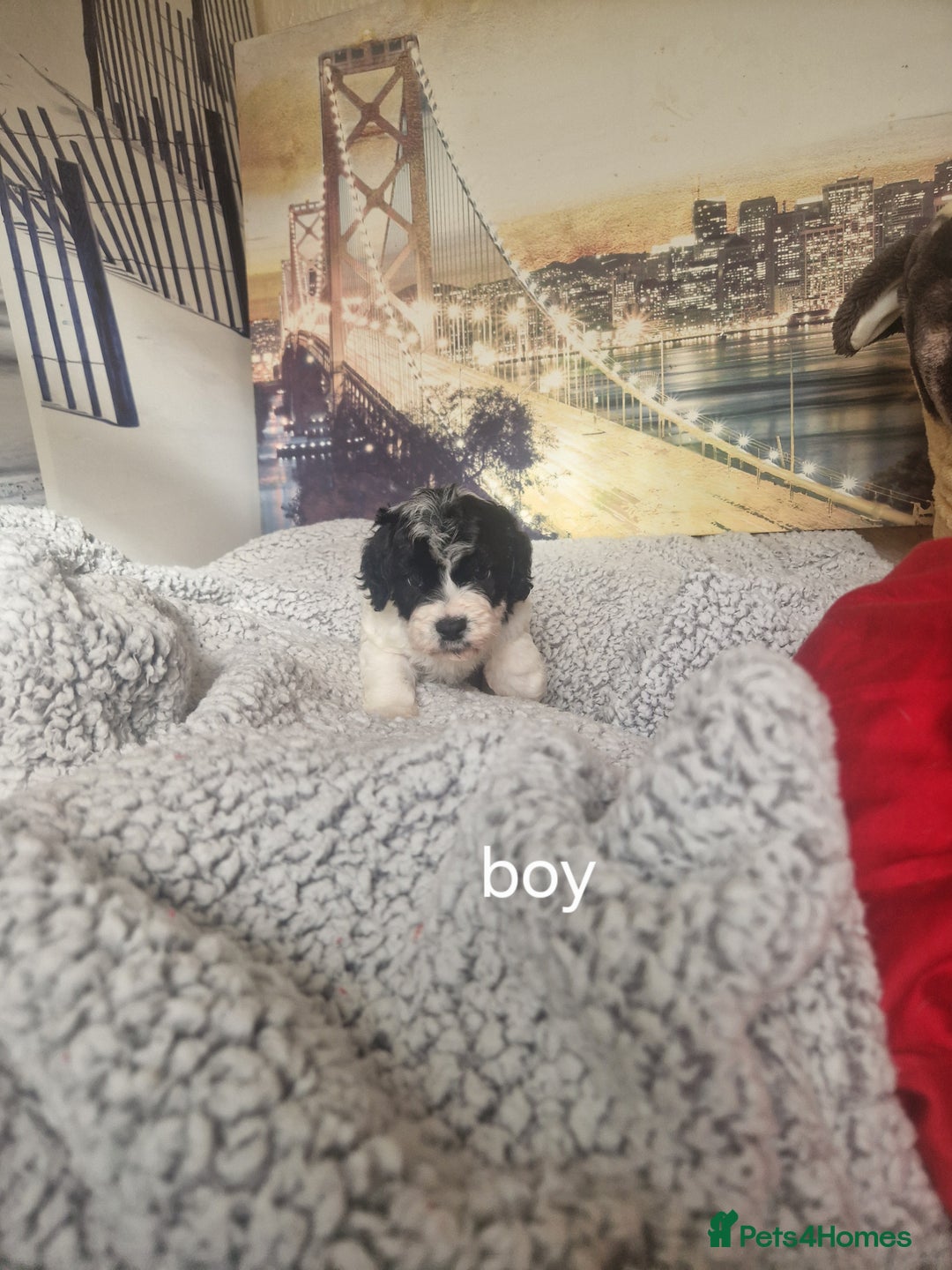 Cockapoo dogs for sale: 4 outstanding cockerpoos  - Image 13