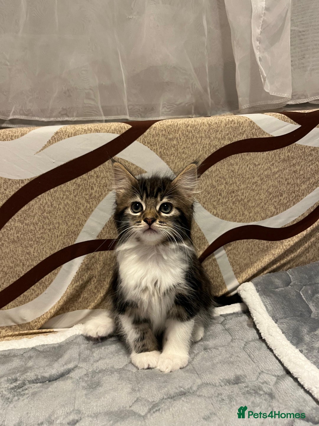 American Shorthair cats for sale: Shorthair Kittens Ready for loving homes  - Advert 2