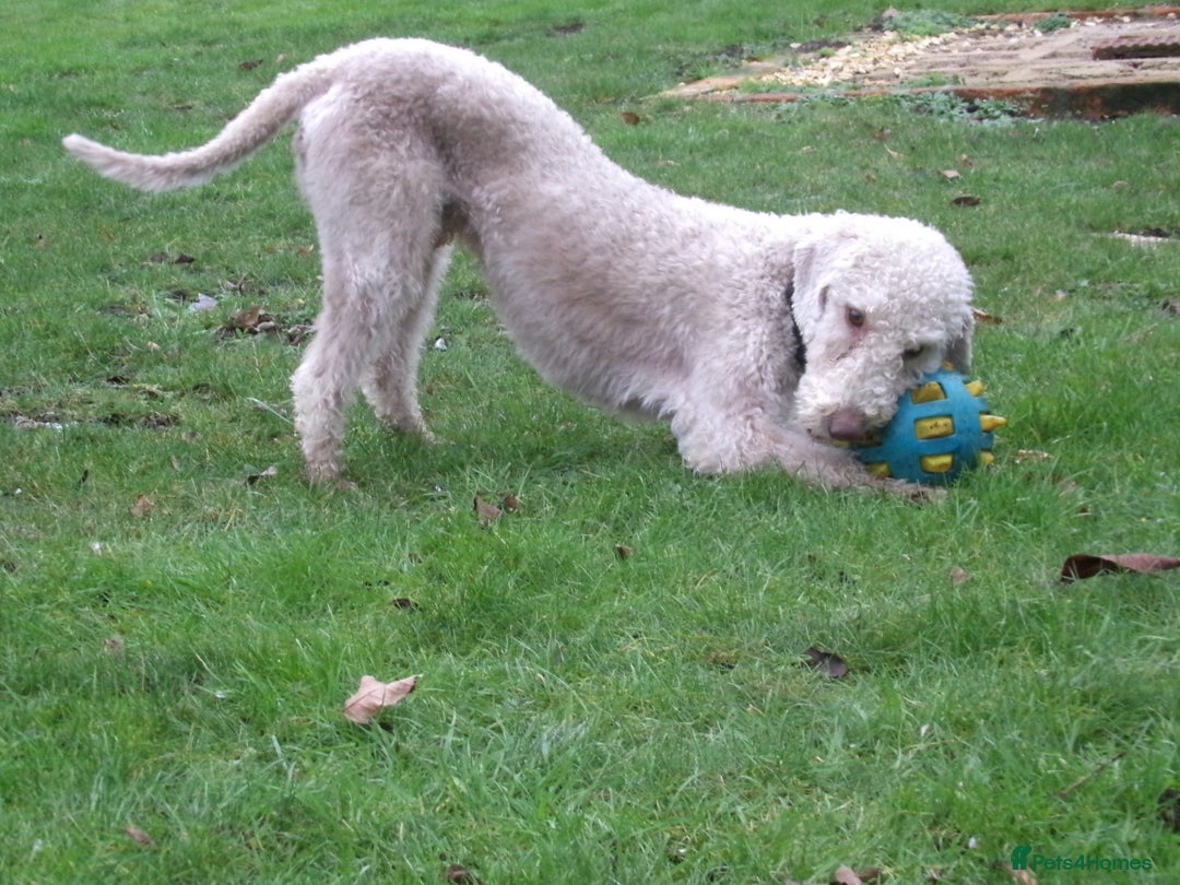 Bedlington Terrier dogs for stud: Liver Bedlington, KC reg, CT clear Stud dog - Advert 4