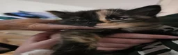 Mixed Breed cats for sale: Kittens for sale  in Nottingham - Advert 6