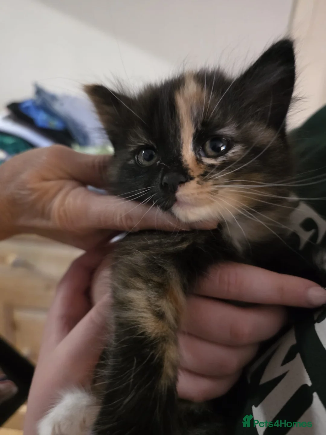 Mixed Breed cats for sale: Kittens for sale  in Nottingham - Advert 6
