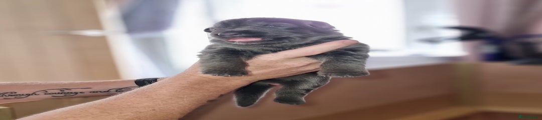 German Shepherd Puppy 4
