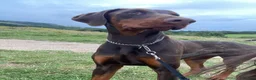 Dobermann dogs for sale: Beautiful Doberman girl  - Advert 5