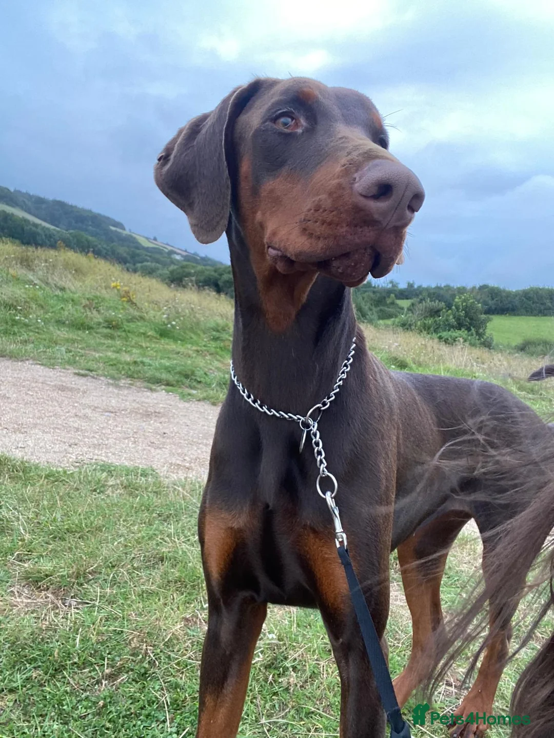 Dobermann dogs for sale: Beautiful Doberman girl  - Advert 5