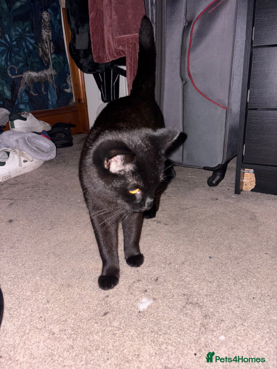 Domestic Shorthair cats for sale: 2 brother cats, 1 year old  - Advert 10