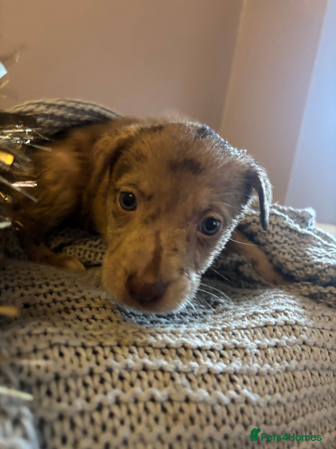 Mixed Breed dogs for sale: Husky X American Mastiff - Advert 7