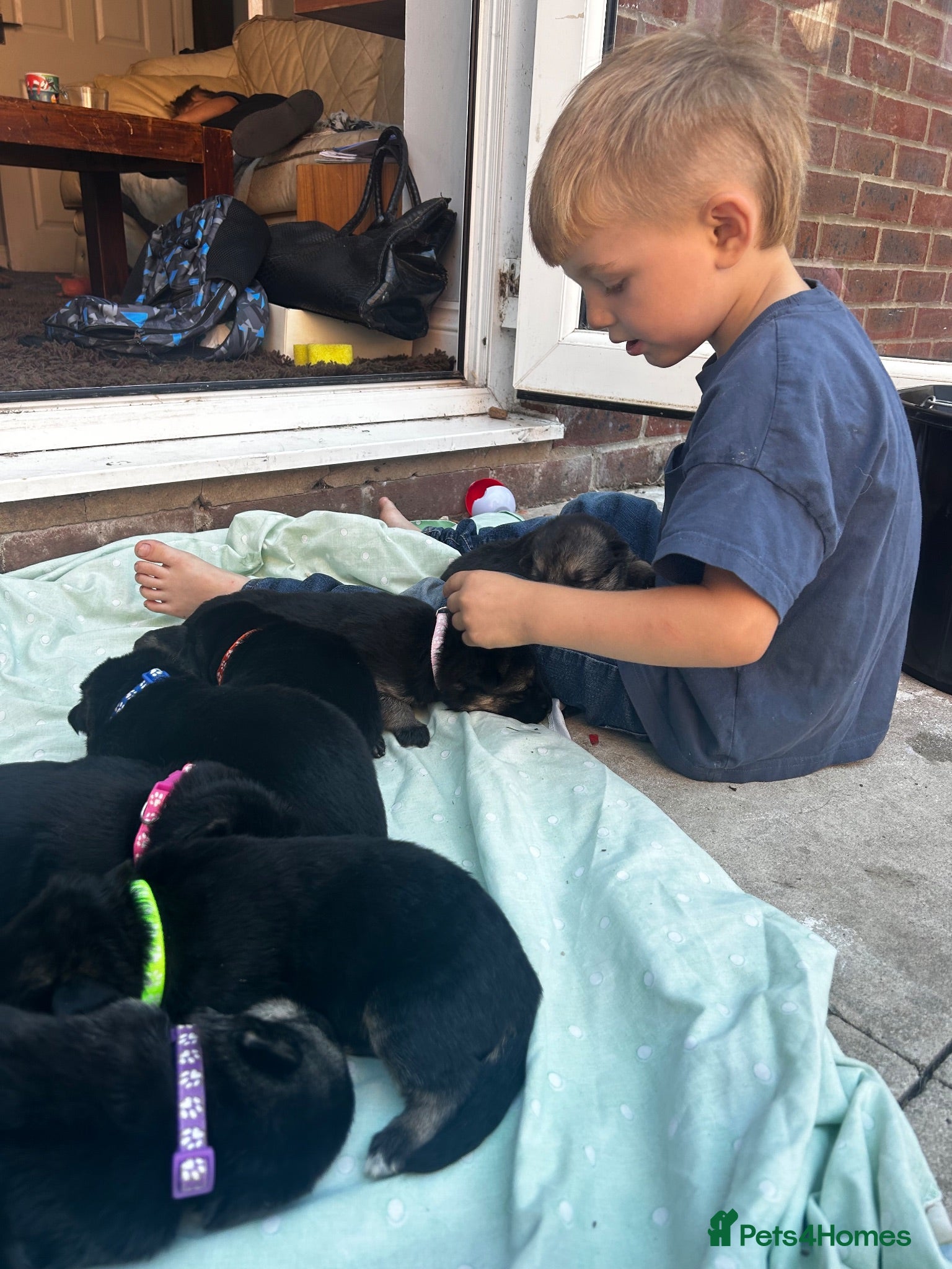 German Shepherd dogs Working line Shepherd pups - Advert 18