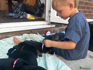 German Shepherd dogs Working line Shepherd pups - Advert 4