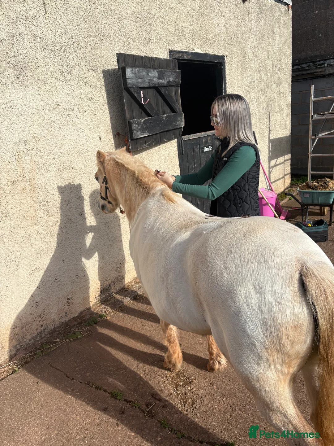 Welsh Section A horses for sale: Welsh section A grey pony  - Advert 4