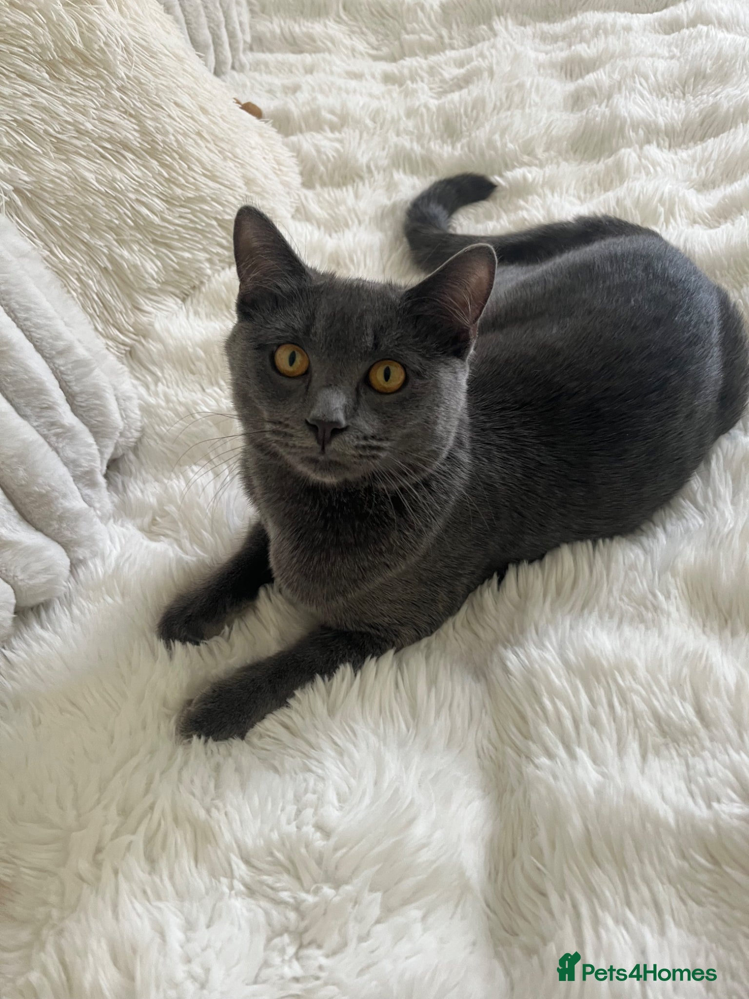 Ragdoll cats Half ragdoll half British blue  - Advert 2