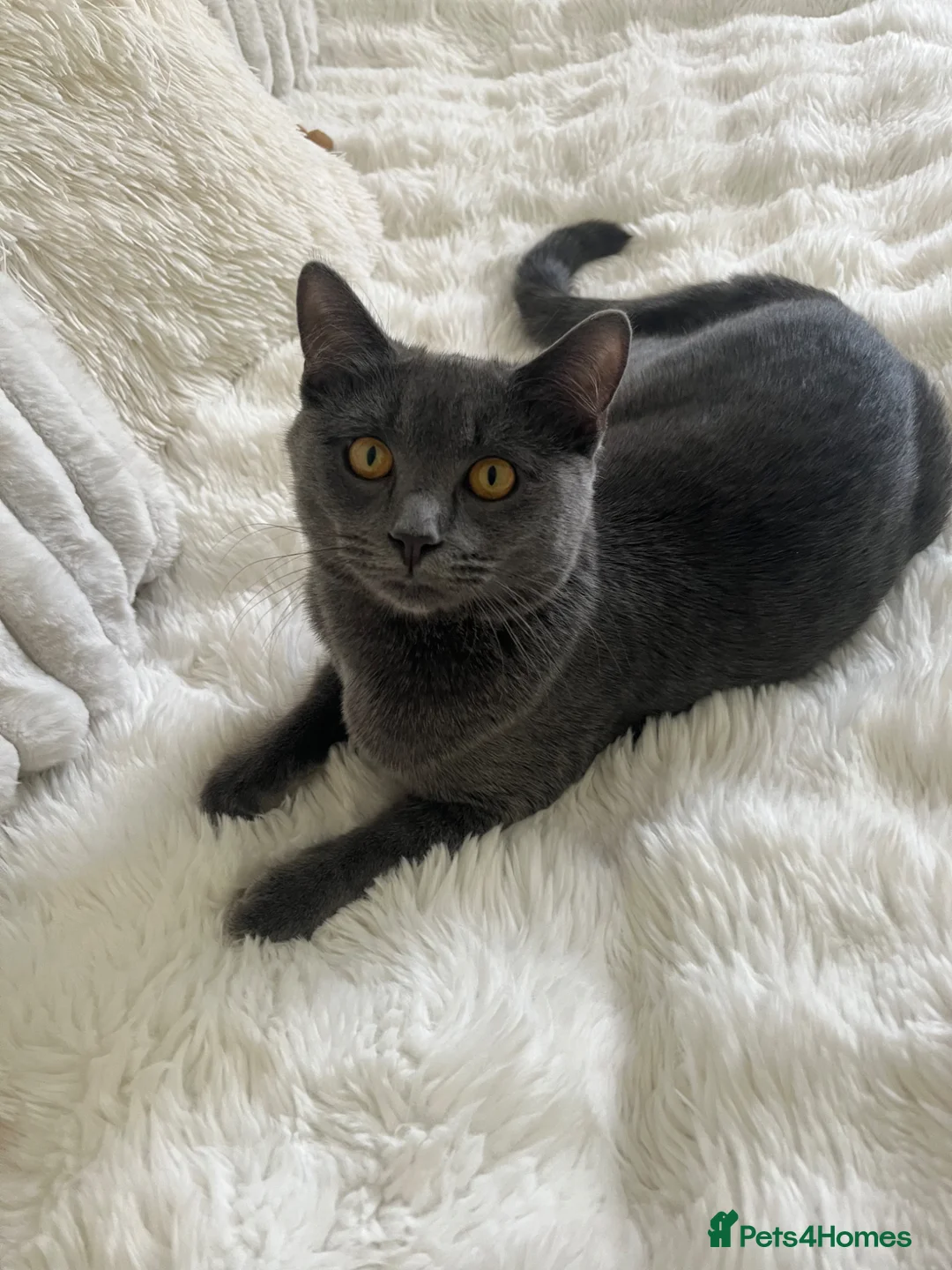 Ragdoll cats for sale: Half ragdoll half British blue  - Advert 2