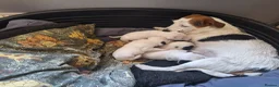 Jack Russell dogs for sale: Lovely Jack Russell puppies for sale  - Advert 3