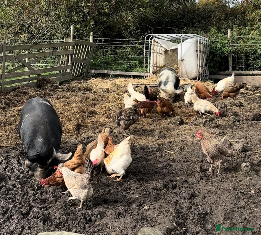 Pig livestock for sale: Kune kune pigs - Advert 1