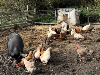 Pig livestock Kune kune pigs - Advert 13