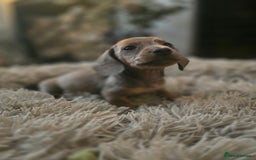 Miniature Dachshund dogs for sale: Minature Daschund - Image 3