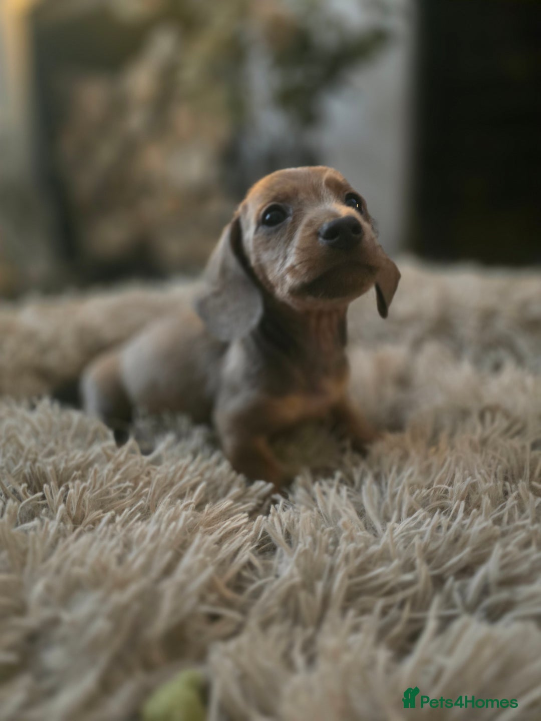 Miniature Dachshund dogs for sale: Minature Daschund - Image 3