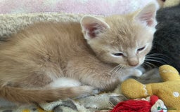 Mixed Breed cats for sale: Two beautiful kittens  - Image 1