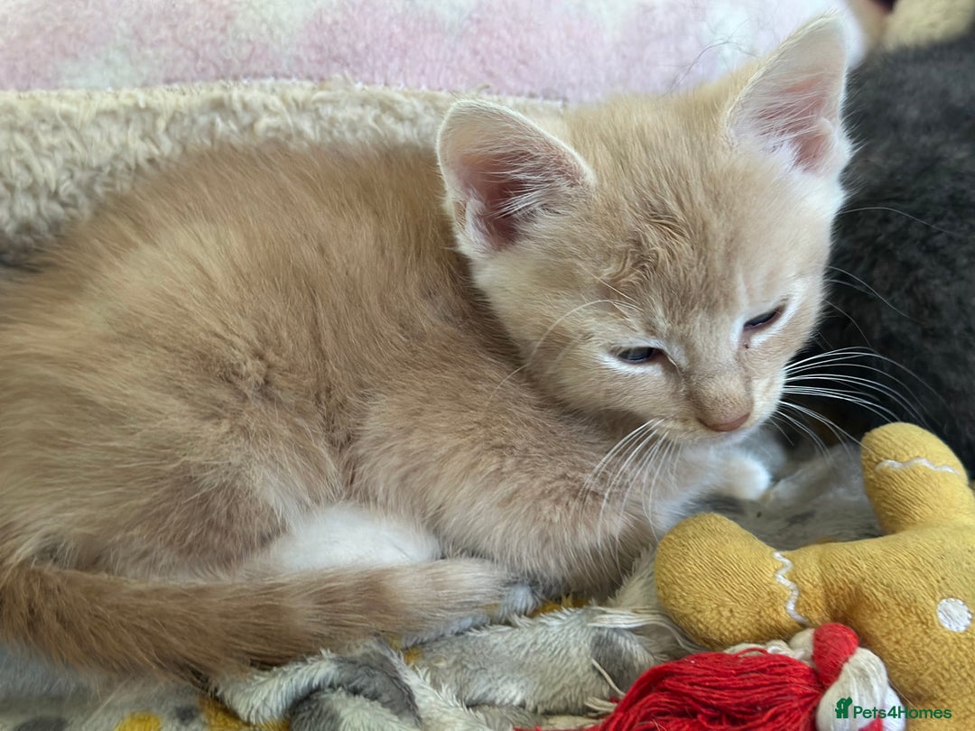 Mixed Breed cats for sale: Two beautiful kittens  - Image 1