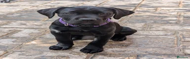 Purple collar 