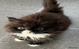Mixed Breed cats for sale: One long haired girl for sale - Image 3