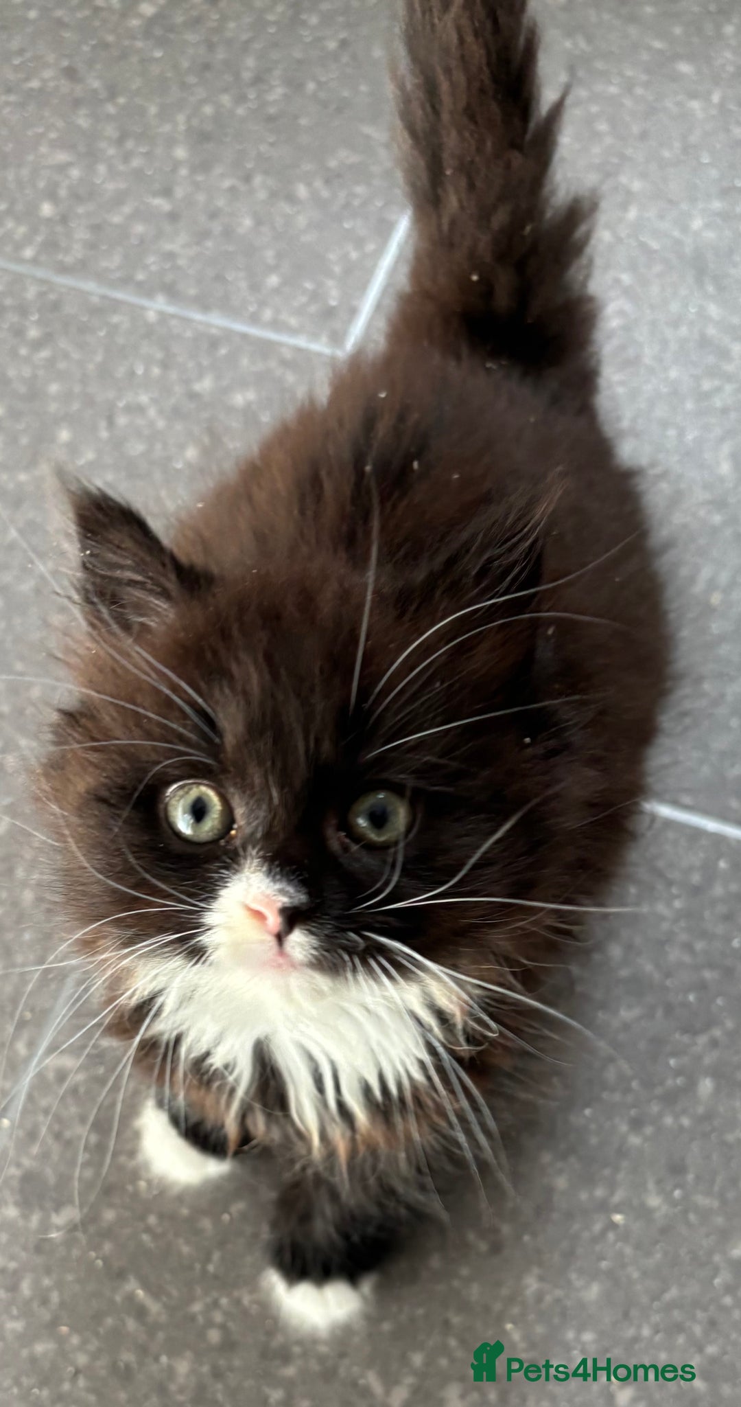 Mixed Breed cats for sale: One long haired girl for sale - Image 3