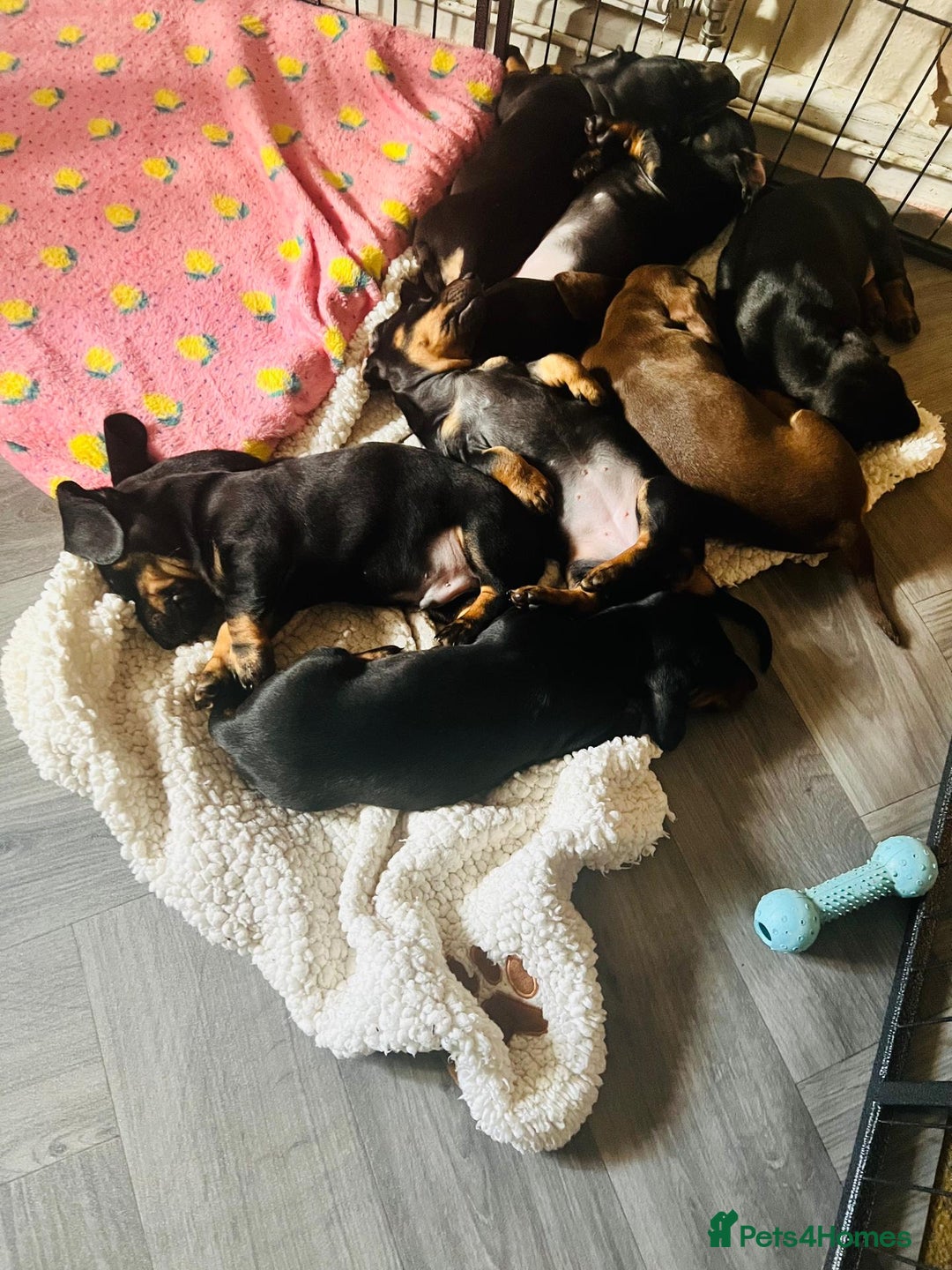 Dachshund dogs for sale: Dachshund puppies - Advert 9