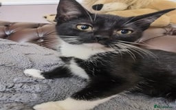 Mixed Breed cats for sale: playful lovely kittens grey torti black girls boys - Image 11