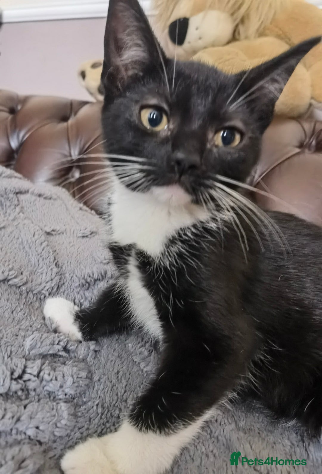 Mixed Breed cats for sale: playful lovely kittens grey torti black girls boys - Image 11