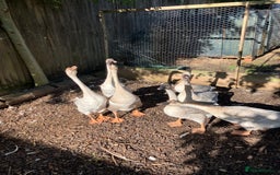 Geese poultry for sale: Lavender & Brown Chinese Geese - Image 4