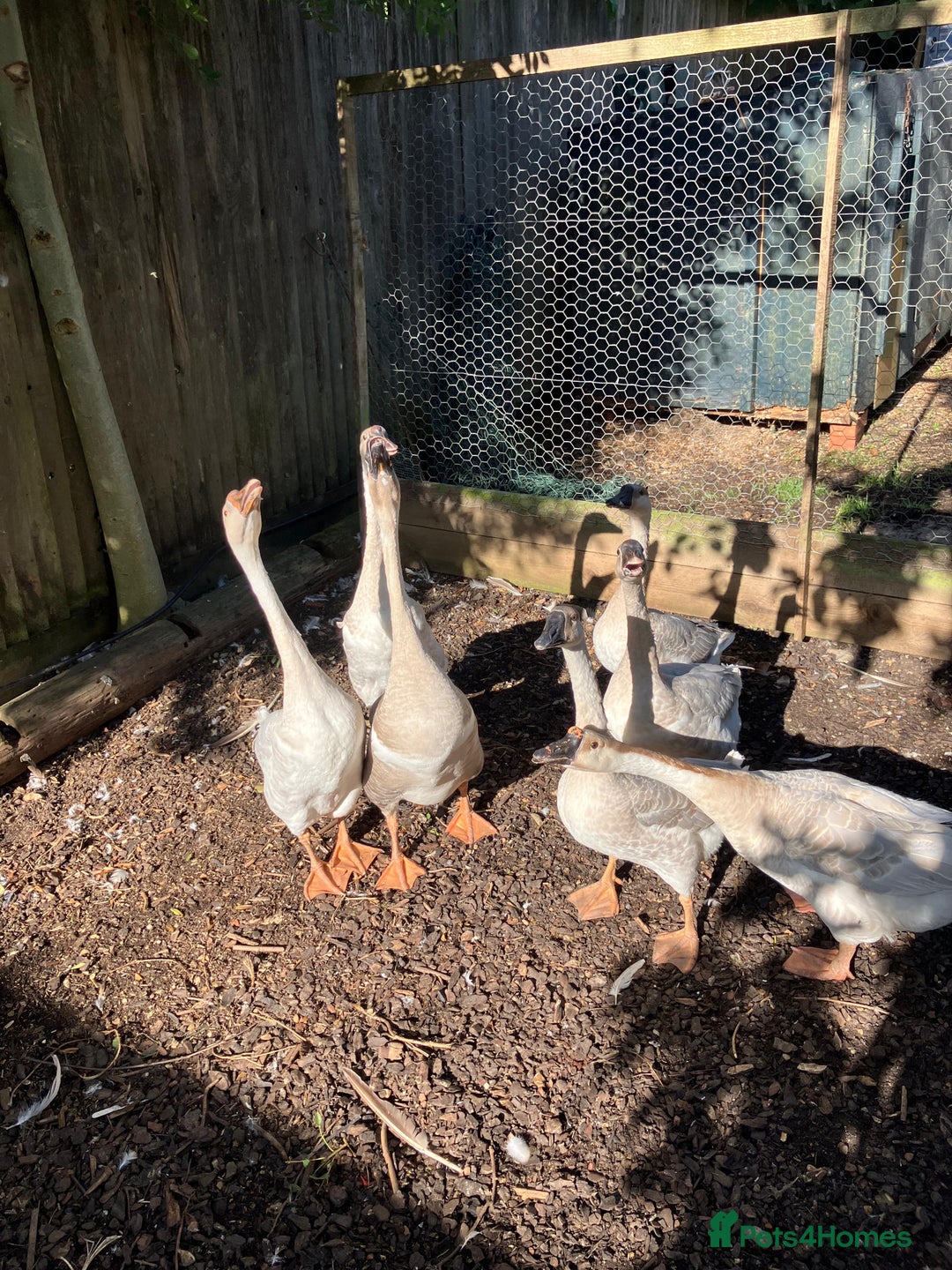 Geese poultry for sale: Lavender & Brown Chinese Geese - Image 4