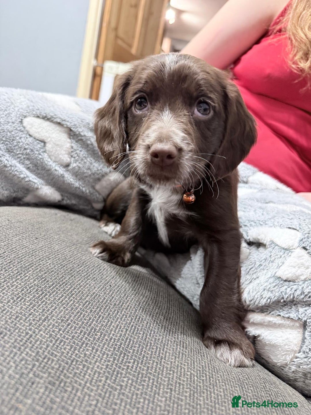 Sprocker dogs for sale: 4 LEFT Sprocker Spaniel Puppies EXCELLENT Breeding - Advert 19