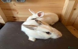Lionhead rabbits for sale: 2 bunnies - Image 4
