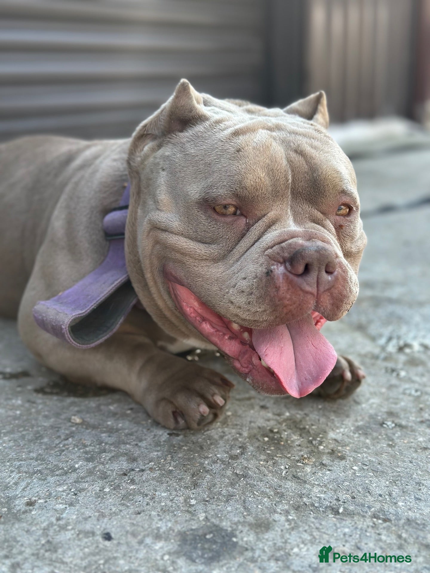 American Bully dogs Myla - Pocket Bully Looking for her forever home  - Advert 4