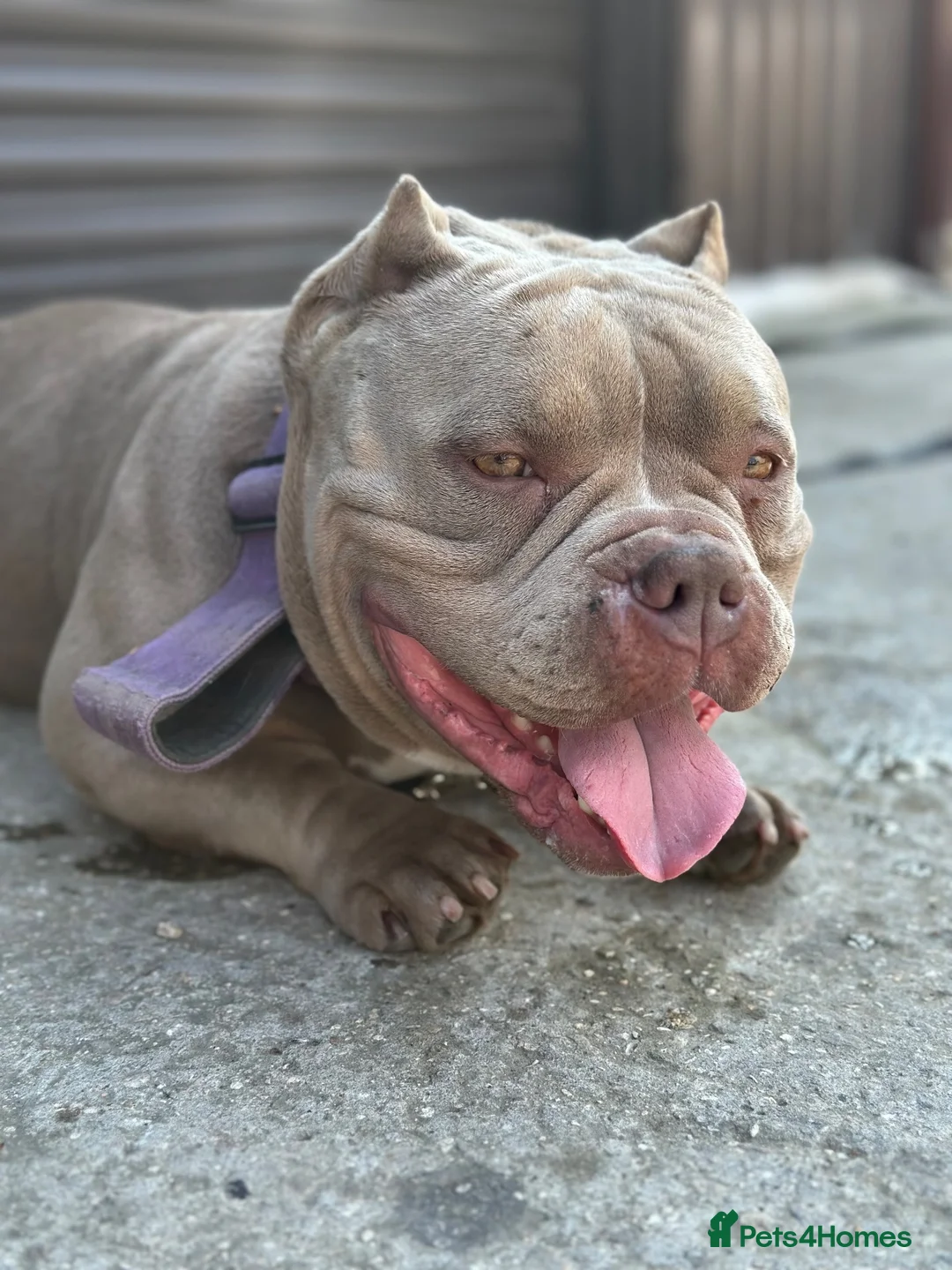 American Bully dogs for sale: Myla - Pocket Bully Looking for her forever home  in Leeds - Advert 1