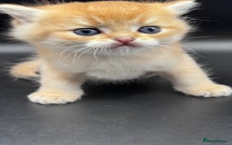 British Shorthair cats for sale: BSH GCCF GOLDEN AND BLUE KITTENS  - Image 15