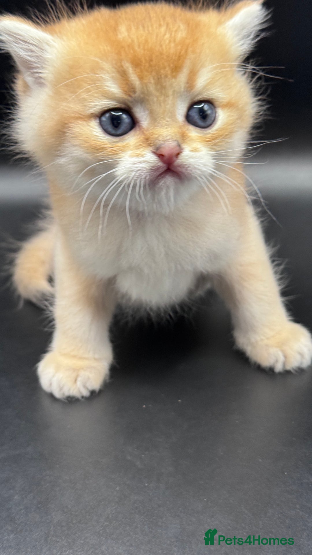 British Shorthair cats for sale: BSH GCCF GOLDEN AND BLUE KITTENS  - Image 15