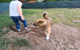 Mixed Breed dogs for adoption: BENNY - a loyal and gentle boy for a Loving Home - Image 18